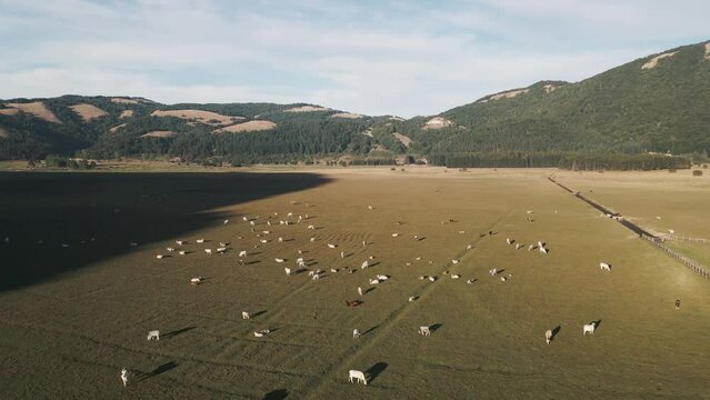 Aerial view of cows on Laceno lake, Bagnoli, Avellino, Italy.