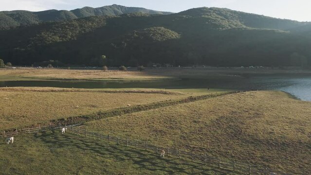 Aerial view of cows on Laceno lake, Bagnoli, Avellino, Italy.
