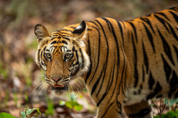 wild indian male bengal tiger or panthera tigris fine art closeup or portrait with eye contact in morning safari at bandhavgarh national park forest reserve madhya pradesh india asia