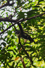Pájaro cantando, Tailandia