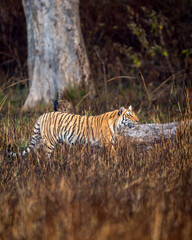 indian wild female tiger or panthera tigris side profile walking or territory stroll prowl terai...