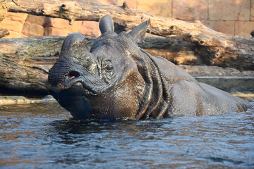 A greater one-horned rhinoceros submerged in the river