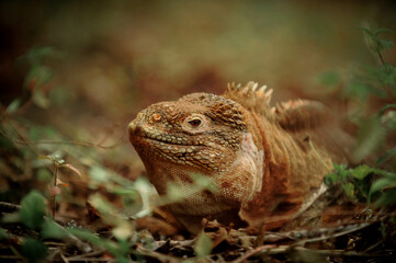 Fototapeta premium Los animales del Volcan Wolf que han sido encontrados en una expedicion ocurrida en el mes de septiembre del 2023, es posible encontrar gran cantidad de paisajes, y se ha retratado la vida silvestre.
