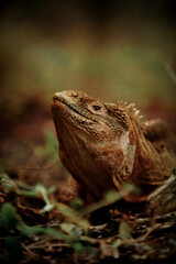 Los animales del Volcan Wolf que han sido encontrados en una expedicion ocurrida en el mes de...