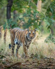 wild indian female bengal tiger or panthera tigris in natural green background on territory stroll head on in winter evening safari at bandhavgarh national park forest reserve madhya pradesh india