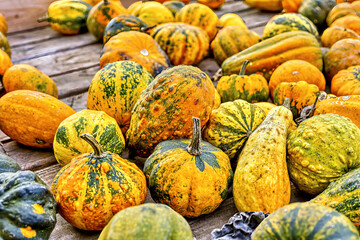 Colorful ornamental pumpkins in autumn, pumpkin as decoration, different ornamental pumpkin varieties, Bavaria, Germany