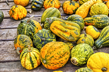 Colorful ornamental pumpkins in autumn, pumpkin as decoration, different ornamental pumpkin varieties, Bavaria, Germany