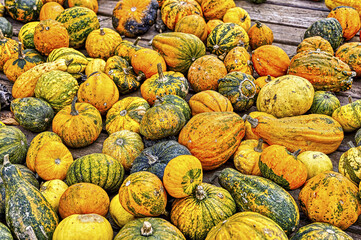 Colorful ornamental pumpkins in autumn, pumpkin as decoration, different ornamental pumpkin varieties, Bavaria, Germany