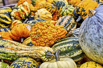 Colorful ornamental pumpkins in autumn, pumpkin as decoration, different ornamental pumpkin varieties, Bavaria, Germany