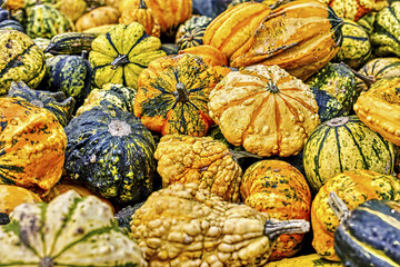 Colorful ornamental pumpkins in autumn, pumpkin as decoration, different ornamental pumpkin varieties, Bavaria, Germany