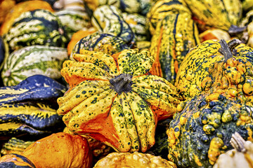 Colorful ornamental pumpkins in autumn, pumpkin as decoration, different ornamental pumpkin varieties, Bavaria, Germany