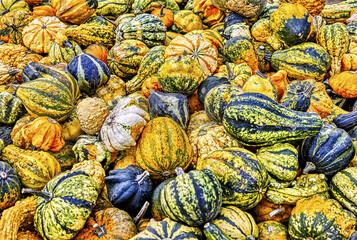 Colorful ornamental pumpkins in autumn, pumpkin as decoration, different ornamental pumpkin...