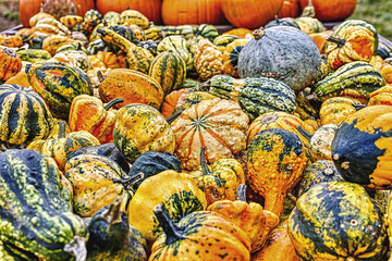 Colorful ornamental pumpkins in autumn, pumpkin as decoration, different ornamental pumpkin varieties, Bavaria, Germany
