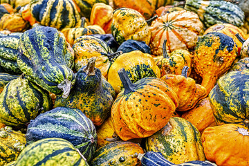 Colorful ornamental pumpkins in autumn, pumpkin as decoration, different ornamental pumpkin varieties, Bavaria, Germany