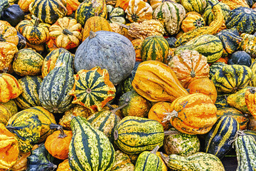 Colorful ornamental pumpkins in autumn, pumpkin as decoration, different ornamental pumpkin varieties, Bavaria, Germany