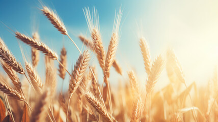 Fototapeta premium Vibrant Golden Wheat Under Sunlight