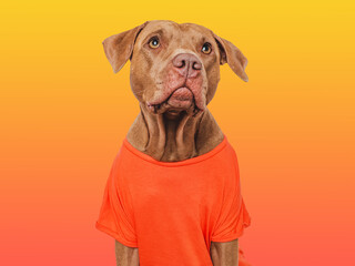 Cute brown dog and red T-shirt. Isolated background. Close-up, indoors. Studio shot. Day light....