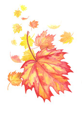 Maple leaves fall from trees in autumn. Drawn in watercolor on paper