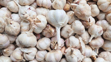 Garlic pile background. Fresh harvested garlic on market table closeup photo. Vitamin healthy food spice image. Pile of garlic heads. top view. Large pile of pink garlic bulbs