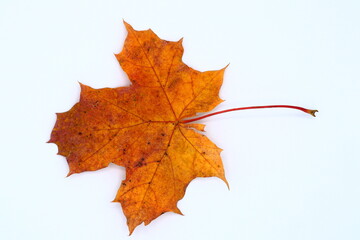 Orange autumn maple leaf. Close up and isolated on a white background. Above angle