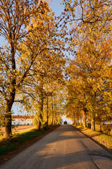 an alley of maple trees in fall