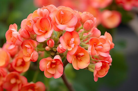 Kalanchoe Blossfeldiana.