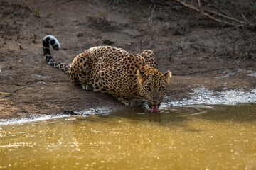 Indian wild female leopard or panther or panthera pardus fusca quenching thirst or drinking water from waterhole and eye contact during safari at jhalana forest reserve jaipur rajasthan india asia © Sourabh