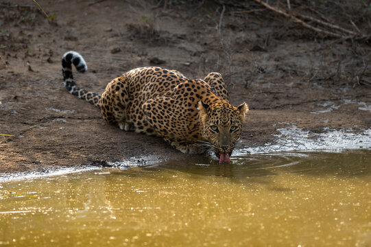 Indian wild female leopard or panther or panthera pardus fusca quenching thirst or drinking water from waterhole and eye contact during safari at jhalana forest reserve jaipur rajasthan india asia