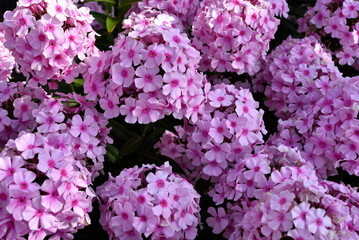 There are many pink flowers of the paniculate phlox on the bush in summer. A scattering of pink small flowers.