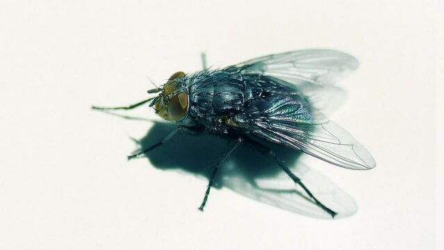 Fly Lands And Takes Off Macro Shot