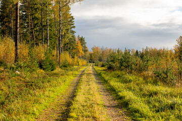 Narrow forest road in autumn