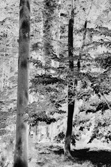 Fototapeta premium Tall trees growing in the summer forest in a black and white film negative.