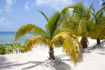 Grand Cayman Island Little Beach Palm Trees