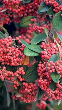  Closeup, seeds of Pyracantha Coccinea.