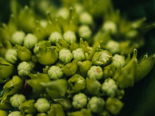 Close up of a hydrangea