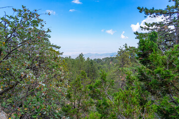 arboreal vegetation on the walking trail on Mount Olympus, the highest point in Cyprus. September 2023.