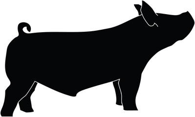 Show Pig