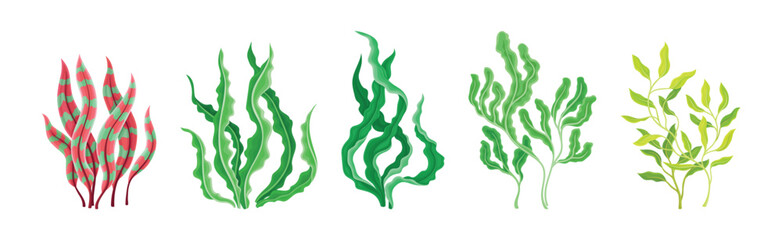 Seaweed and Marine Algae Plant Curve Vector Set © Happypictures