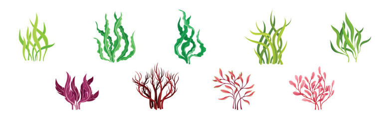 Seaweed and Marine Algae Plant Curve Vector Set