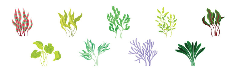 Seaweed and Marine Algae Plant Curve Vector Set