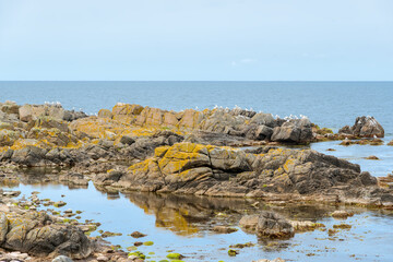 The northern coast of Bornholm, Danmark, with seagulls in front of the shore