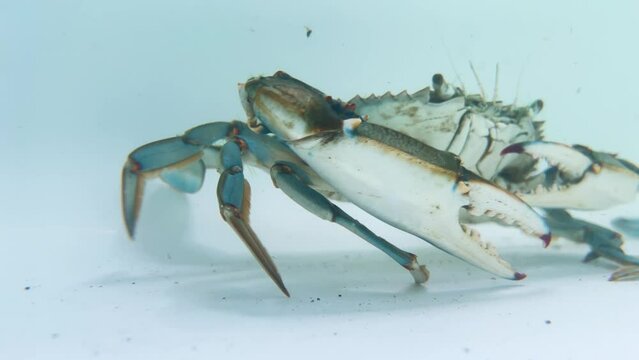 Blue king crab walks underwater