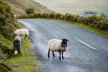 Blackface Irish Mountain Sheep, next to a road.