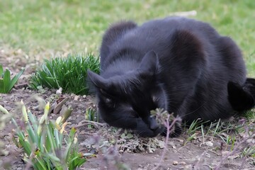 Black cat © Valerie