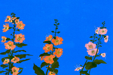Ilustracja kwiaty kolorowa malwa na niebieskim tle - obrazy, fototapety, plakaty