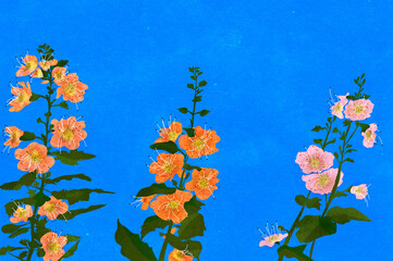 Ilustracja kwiaty kolorowa malwa na niebieskim tle - obrazy, fototapety, plakaty