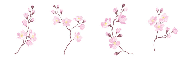 Blooming Cherry Branches with Tender Pink Flower Blossom Vector Set