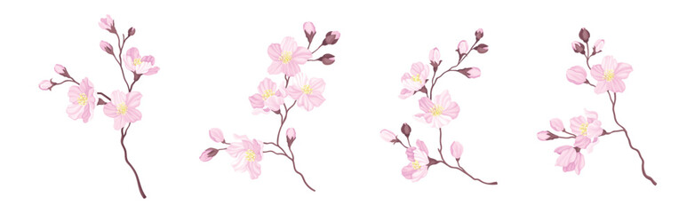Blooming Cherry Branches with Tender Pink Flower Blossom Vector Set