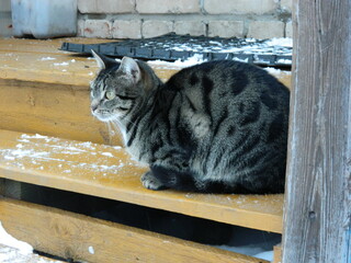 Cat on the steps