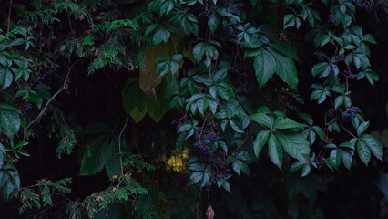 zielone liście płot  © Dawid